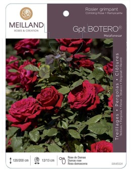 Rosier grimpant BOTERO ® Meiafonesar