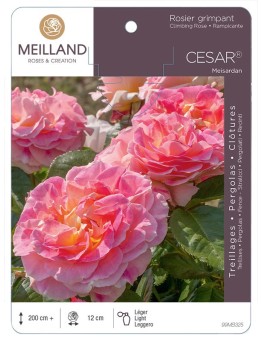 Rosier grimpant CÉSAR ® Meisardan