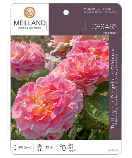 Rosier grimpant CÉSAR ® Meisardan