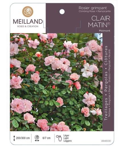 Rosier grimpant CLAIR MATIN ® Meimont