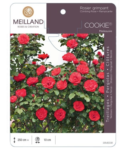Rosier grimpant COOKIE ® Meikousie