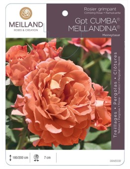 Rosier grimpant CUMBA MEILLANDINA ® Meineytasar