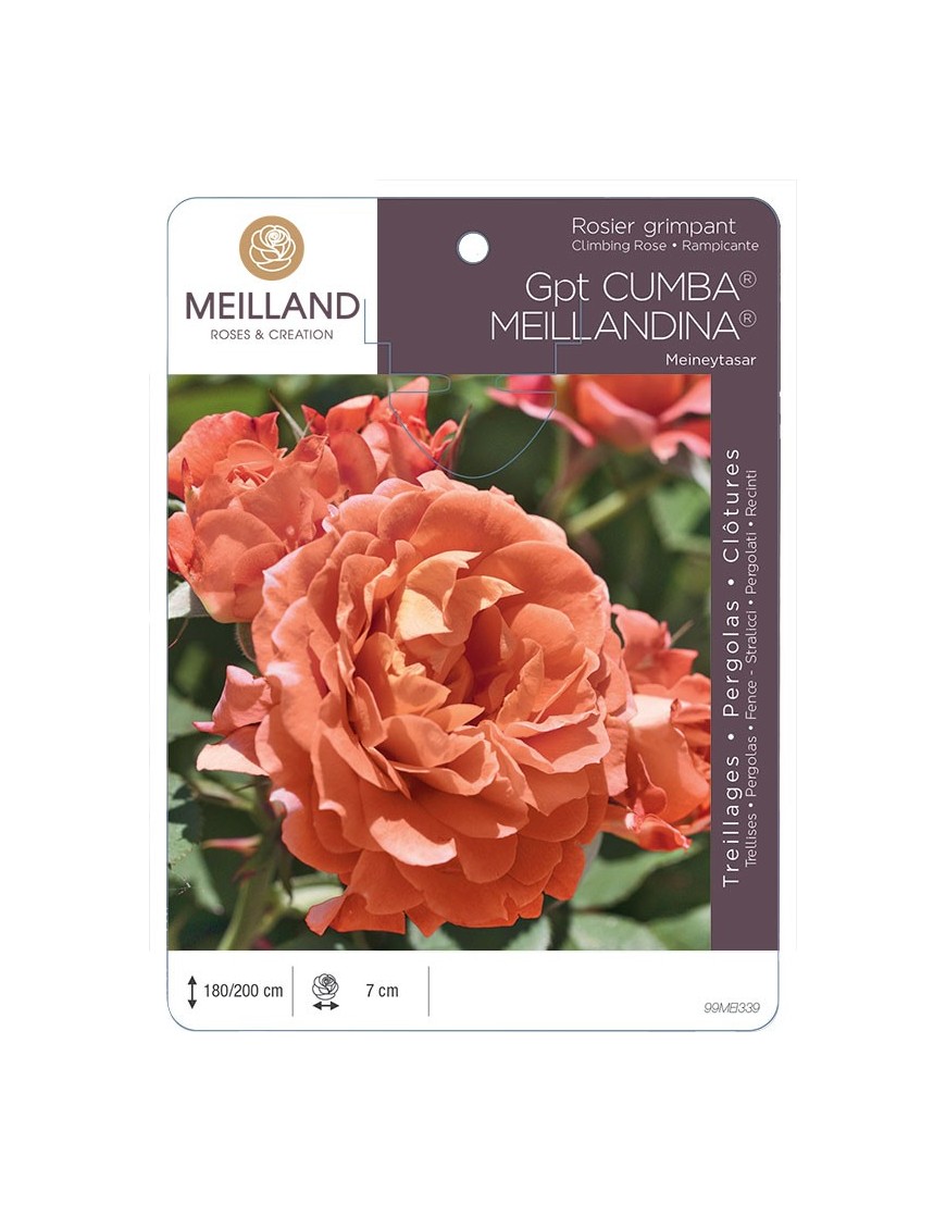 Rosier grimpant CUMBA MEILLANDINA ® Meineytasar
