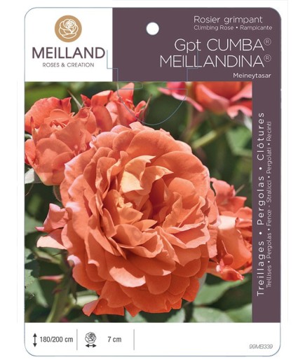Rosier grimpant CUMBA MEILLANDINA ® Meineytasar