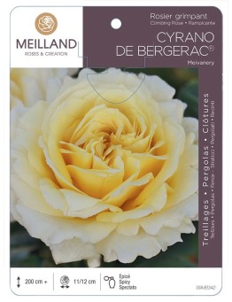 Rosier grimpant CYRANO DE BERGERAC ® Meivanery