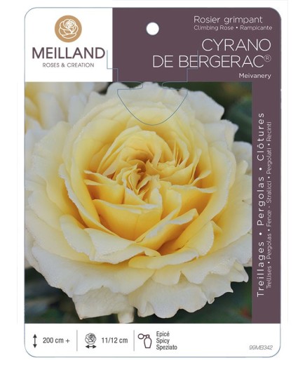 Rosier grimpant CYRANO DE BERGERAC ® Meivanery