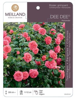Rosier grimpant DEE DEE ® Meitandar