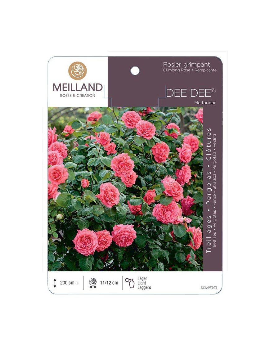 Rosier grimpant DEE DEE ® Meitandar