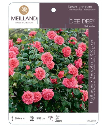 Rosier grimpant DEE DEE ® Meitandar