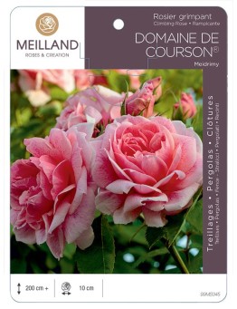 Rosier grimpant DOMAINE DE COURSON ® Meidrimy
