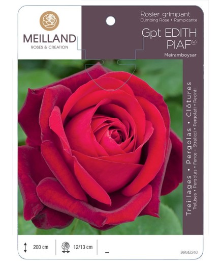 Rosier grimpant EDITH PIAF ® Meiramboyssar