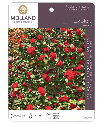 Rosier grimpant EXPLOIT ® Meilider