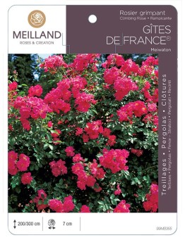 Rosier grimpant GÎTES DE FRANCE ® Meiwaton