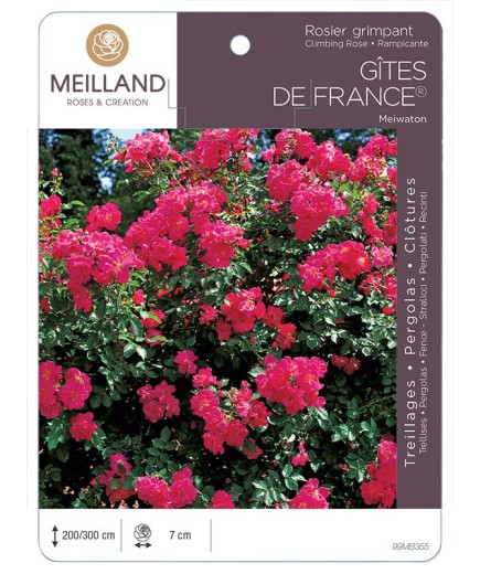 Rosier grimpant GÎTES DE FRANCE ® Meiwaton