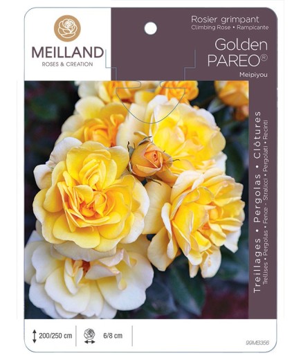 Rosier grimpant GOLDEN PAREO ® Meipiyou