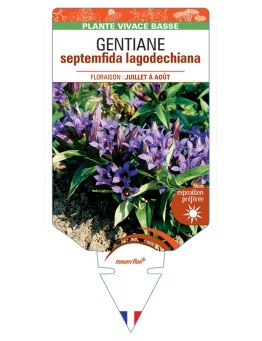 GENTIANA septemfida lagodechiana