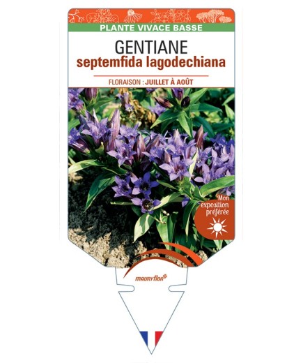 GENTIANA septemfida lagodechiana