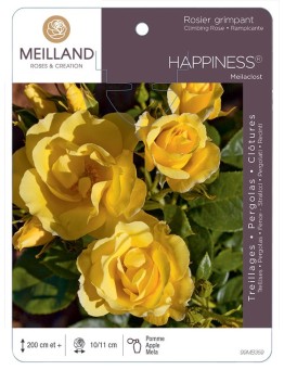 Rosier grimpant HAPPINESS ® Meilaclost