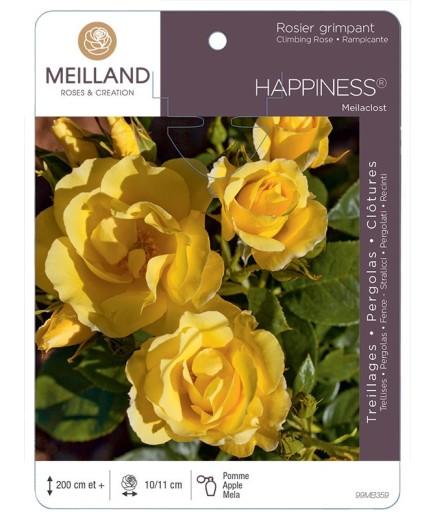Rosier grimpant HAPPINESS ® Meilaclost