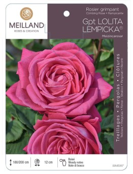 Rosier grimpant LOLITA LEMPICKA ® Meizincarosar