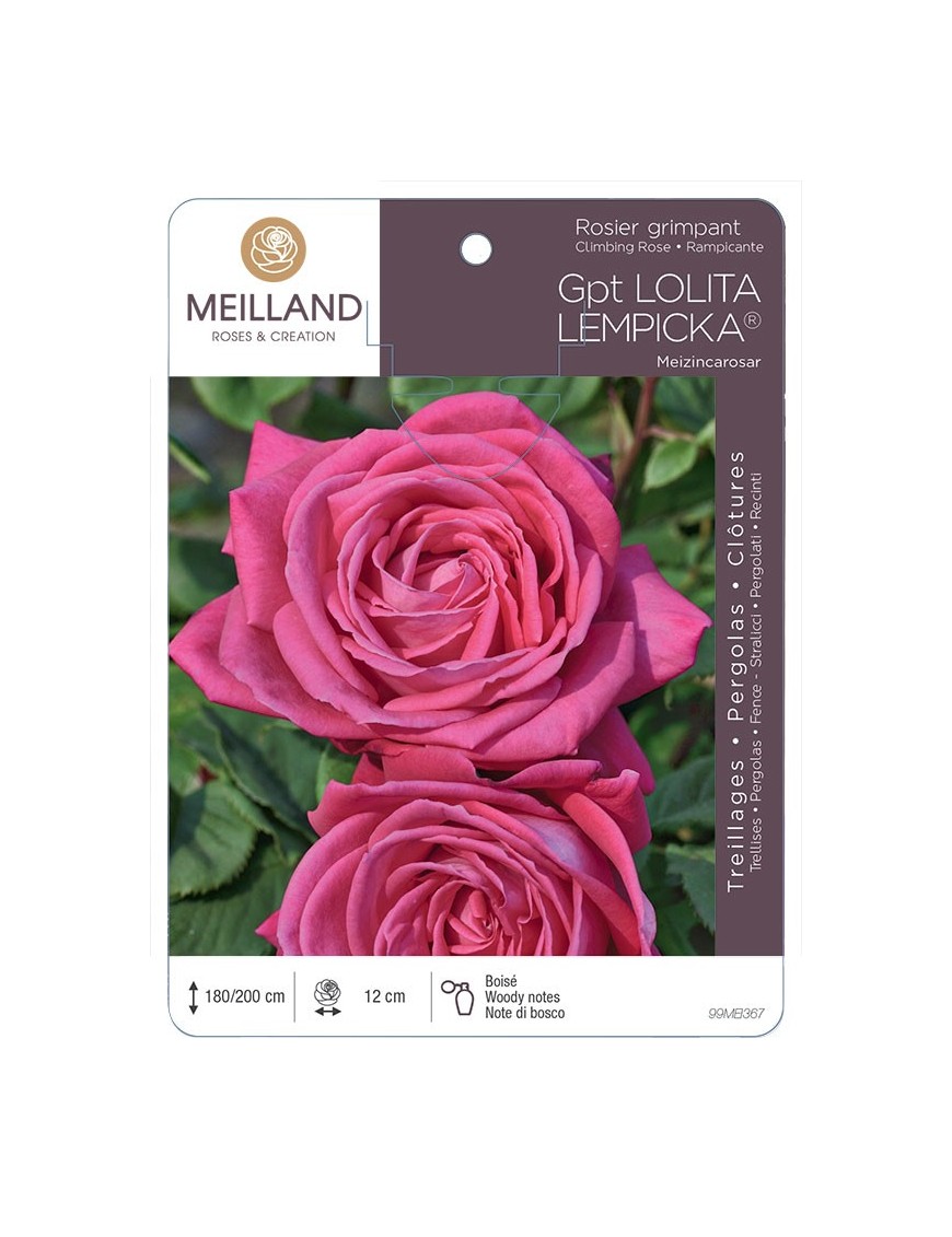 Rosier grimpant LOLITA LEMPICKA ® Meizincarosar