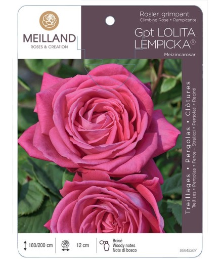 Rosier grimpant LOLITA LEMPICKA ® Meizincarosar