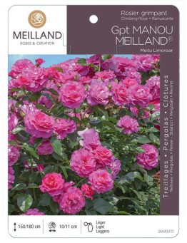 Rosier grimpant MANOU MEILLAND ® Meitu Limonsar