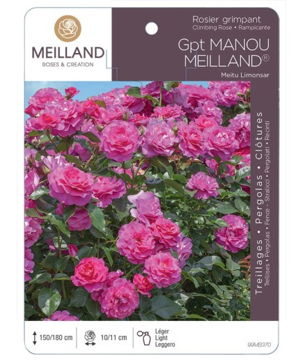 Rosier grimpant MANOU MEILLAND ® Meitu Limonsar
