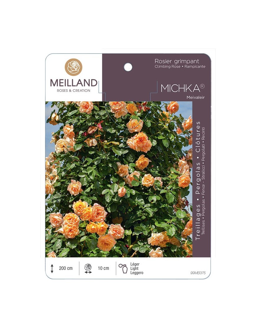 Rosier grimpant MICHKA ® Meivaleir
