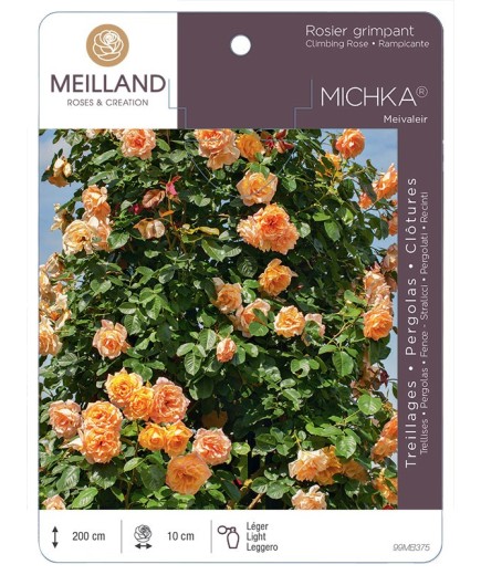 Rosier grimpant MICHKA ® Meivaleir