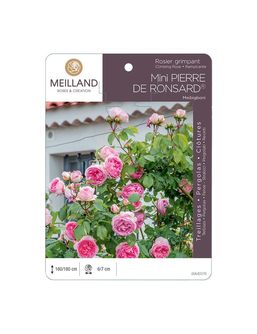 Rosier grimpant MINI PIERRE DE RONSARD ®