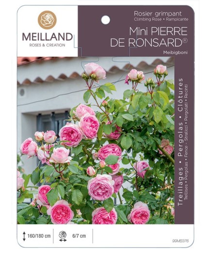 Rosier grimpant MINI PIERRE DE RONSARD ®