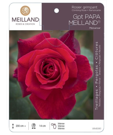 Rosier grimpant PAPA MEILLAND ® Meisarsar