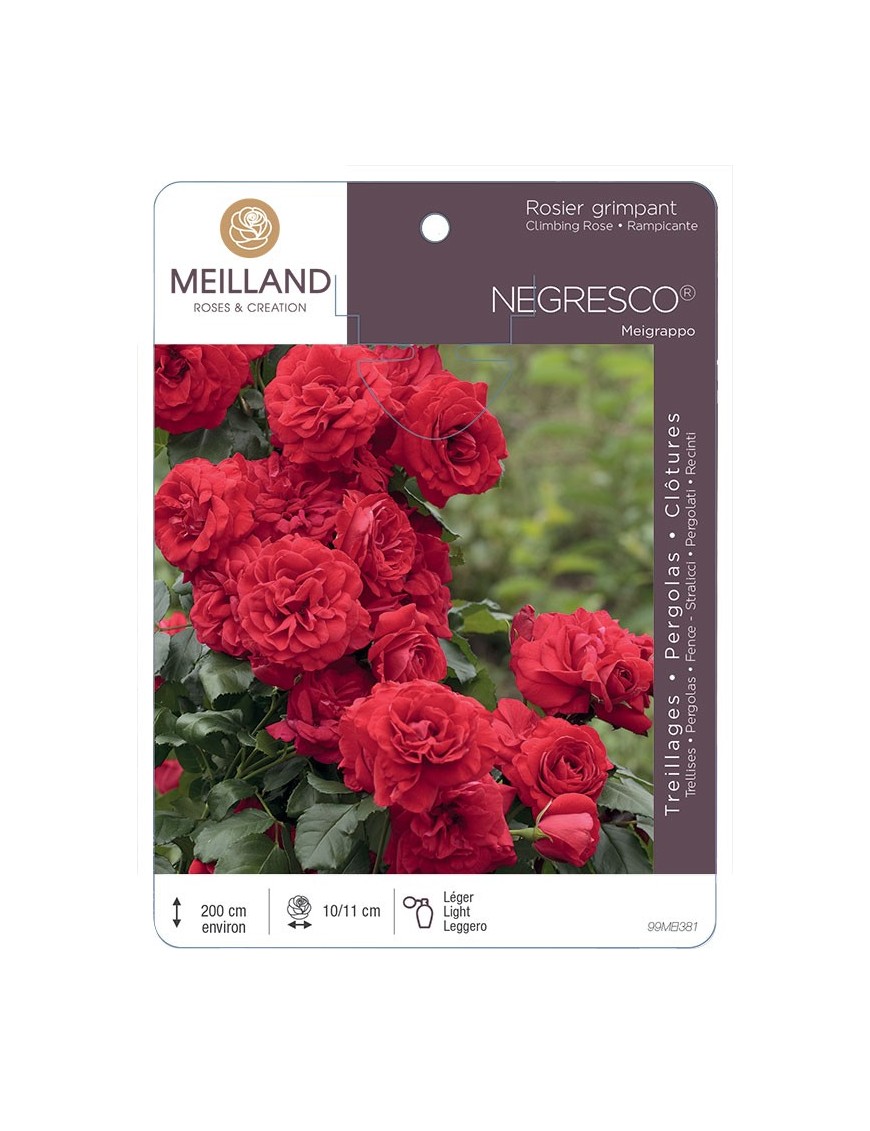 Rosier grimpant NEGRESCO ® Meigrappo