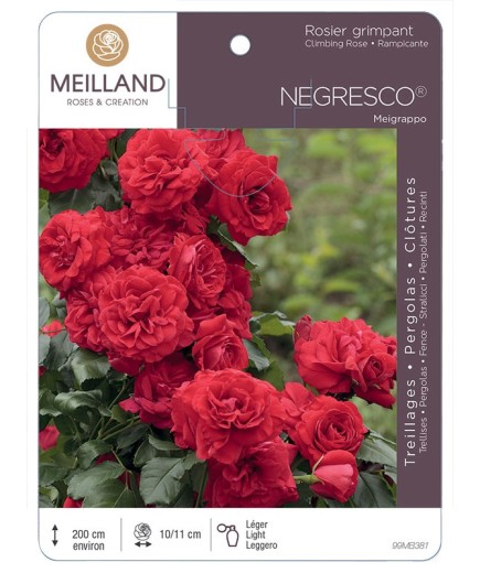 Rosier grimpant NEGRESCO ® Meigrappo