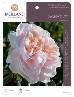 Rosier grimpant SABRINA ® Meiptorius