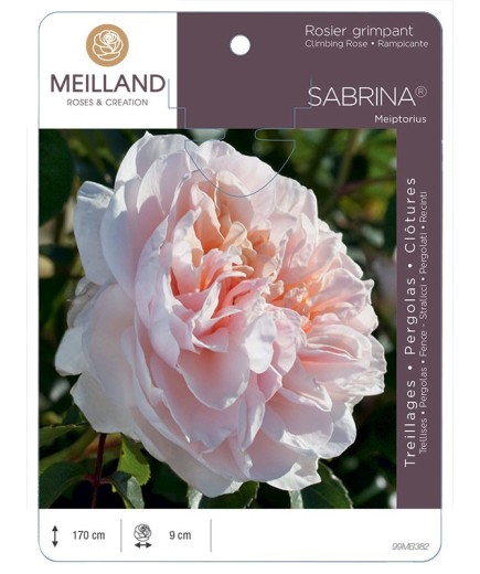Rosier grimpant SABRINA ® Meiptorius