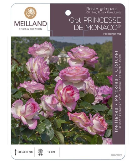 Rosier grimpant PRINCESSE DE MONACO® Meibergamu    
