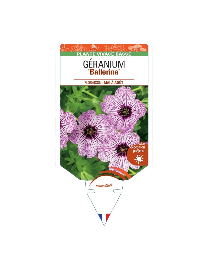GERANIUM (cinereum) Ballerina