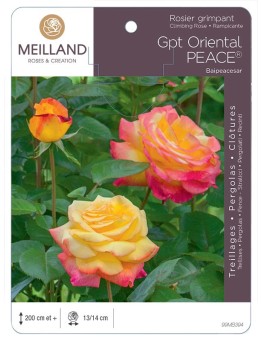 Rosier grimpant ORIENTAL PEACE® Baipeacesar