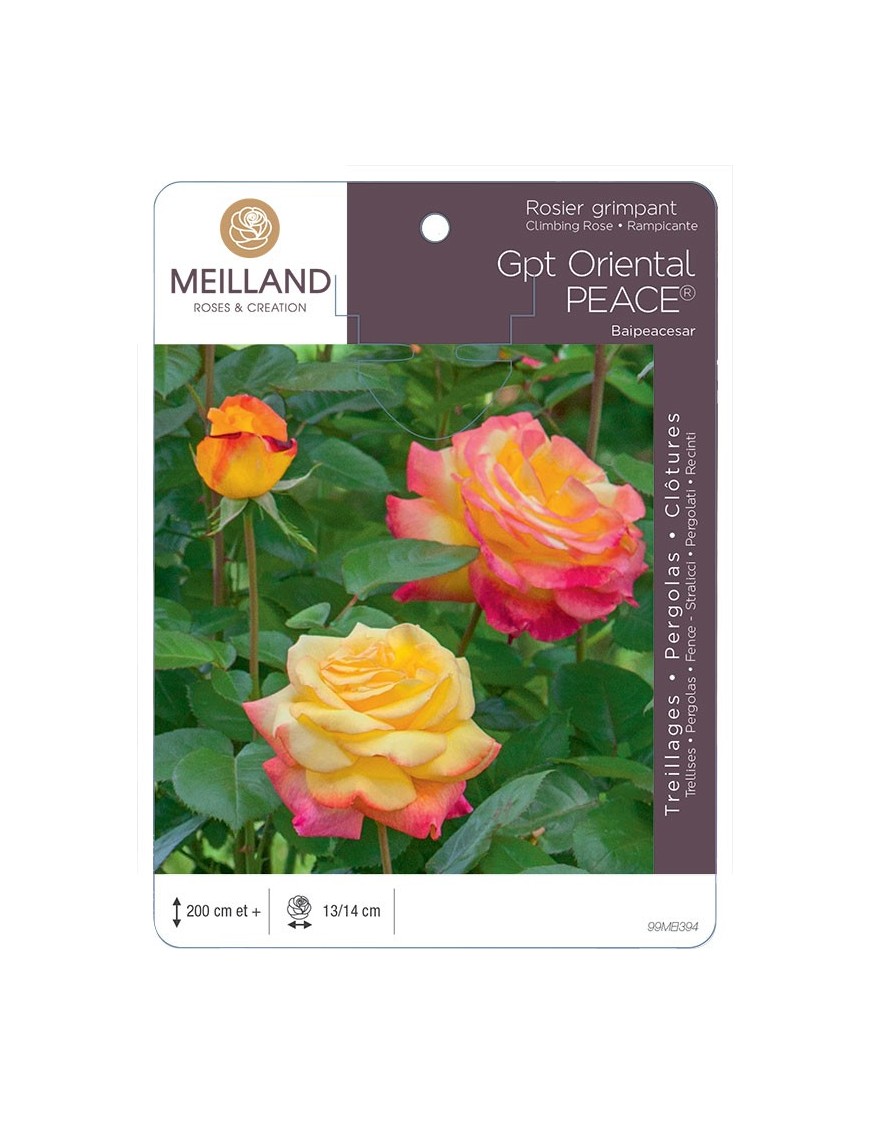 Rosier grimpant ORIENTAL PEACE® Baipeacesar