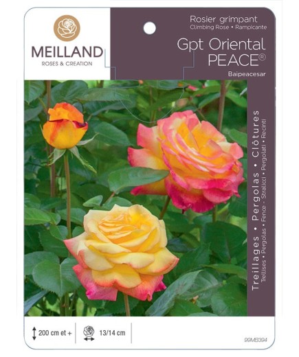 Rosier grimpant ORIENTAL PEACE® Baipeacesar