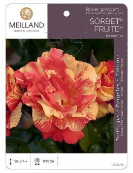 Rosier grimpant SORBET ® FRUITE ® Meihestries