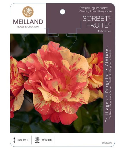 Rosier grimpant SORBET ® FRUITE ® Meihestries