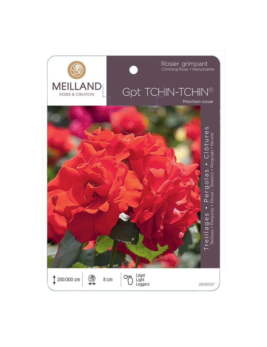 Rosier grimpant TCHIN-TCHIN ® Meichan-sosar