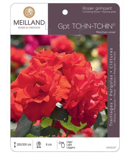 Rosier grimpant TCHIN-TCHIN ® Meichan-sosar