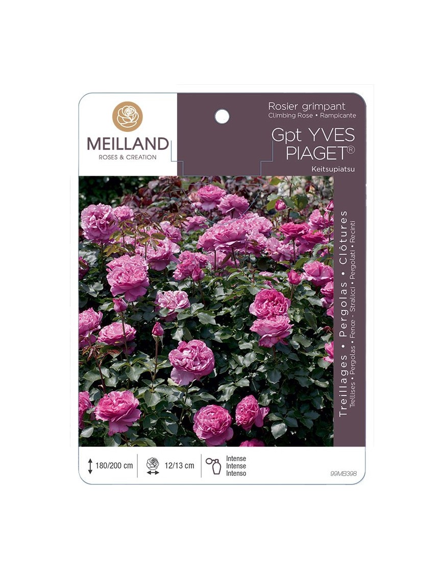Rosier grimpant YVES PIAGET ® Keitsupiatsu