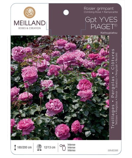 Rosier grimpant YVES PIAGET ® Keitsupiatsu