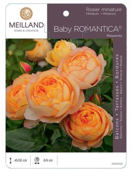 Rosier miniature BABY ROMANTICA ® Meipaonia