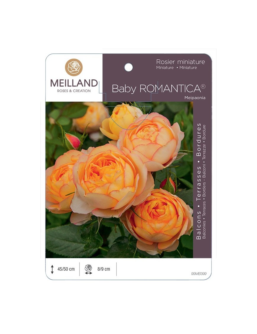 Rosier miniature BABY ROMANTICA ® Meipaonia